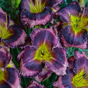 Hemerocallis (Daylily) - Rainbow Rhythm® 'Storm Shelter'