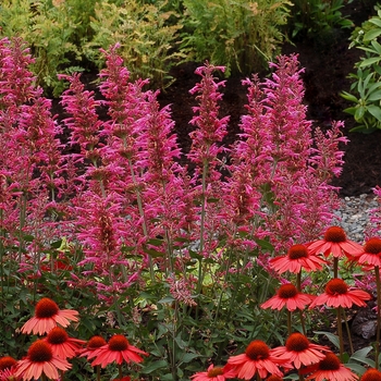 Agastache - 'Morello' Hummingbird Mint