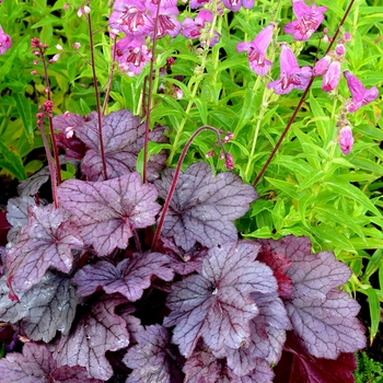 Heuchera - 'Georgia Plum' Coral Bells