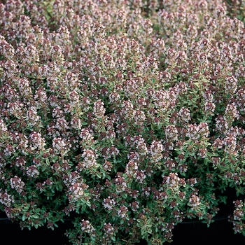 Thymus x citriodorus - 'Silver Queen' Thyme