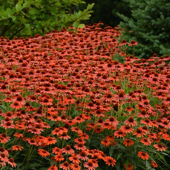 Echinacea (Coneflower) - Sombrero® 'Flamenco Orange'