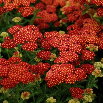 Achillea millefolium (Yarrow) - 'Strawberry Seduction'