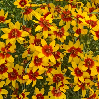 Coreopsis verticillata (Tickweed) - Sizzle & Spice® ''Curry Up''