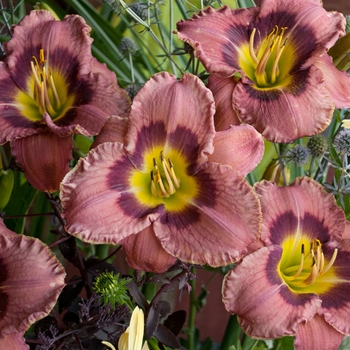Hemerocallis - 'Always Afternoon' Daylily