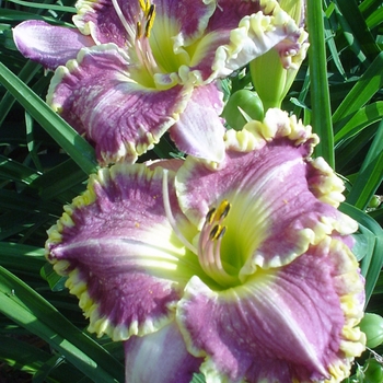 Hemerocallis - 'Bestseller' Daylily