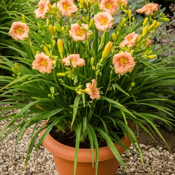 Hemerocallis (Daylily) - EveryDaylily® 'Rose'
