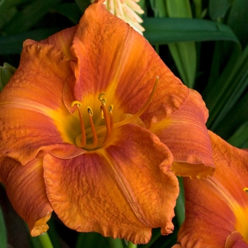 Hemerocallis - 'Fire King' Fire King Daylily