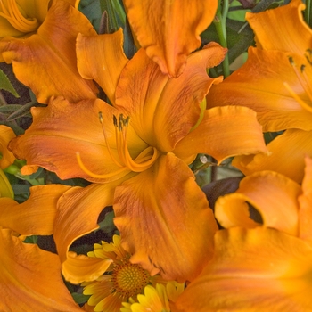 Hemerocallis (Daylily) - Rainbow Rhythm® 'Primal Scream'