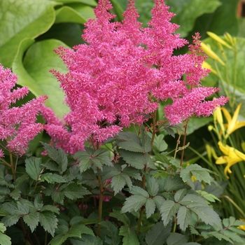 Astilbe x arendsii - 'Rhythm and Blues' False Spirea