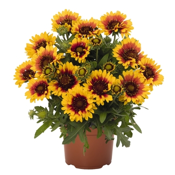 Gaillardia aristata - 'SpinTop Red Starburst' Blanket Flower