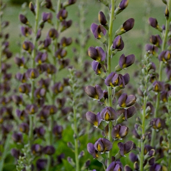 Baptisia (False Indigo) - Decadence® 'Dark Chocolate'