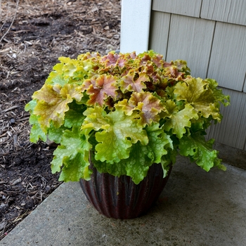Heuchera (Coral Bells) - Dolce® 'Apple Twist'