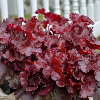 Heuchera (Coral Bells) - Dolce® 'Cherry Truffles'