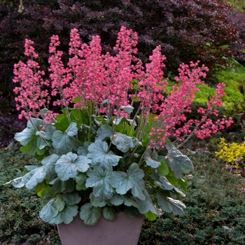 Heuchera (Coral Bells) - Dolce&reg; 'Spearmint'