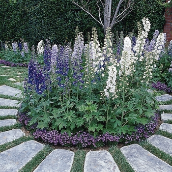Delphinium elatum - 'Guardian Mix'