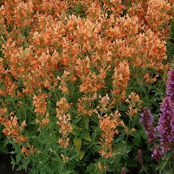 Agastache (Hummingbird Mint) - Poquito™ 'Orange'