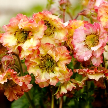 Geum - Pretticoats™ 'Peach'