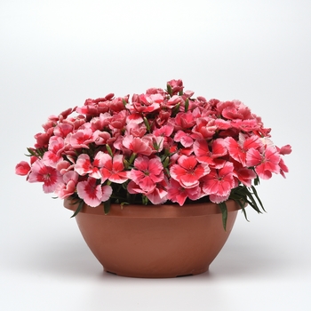 Dianthus chinensis (Pinks) - Coronet™ 'Strawberry'