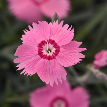 Dianthus (China Pinks, Cheddar Pinks) - Mountain Frost™ 'Pink Twinkle'