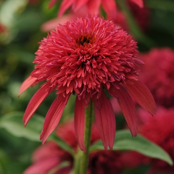 Echinacea (Coneflower) - Double Scoop™ 'Cranberry'