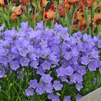 Campanula persicifolia - 'Takion Blue' Peach-Leaved Bellflower