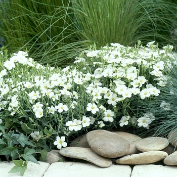 Arenaria montana - 'Avalanche' Mountain Sandwort