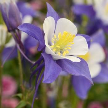 Aquilegia (Columbine) - 'Swan Blue and White'