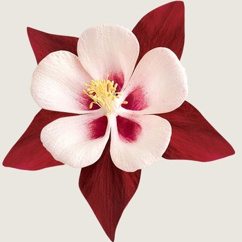 Aquilegia (Columbine) - 'Swan Burgundy and White'