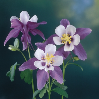 Aquilegia (Columbine) - 'Swan Violet & White'