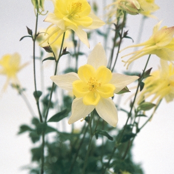 Aquilegia (Columbine) - 'Swan Yellow'
