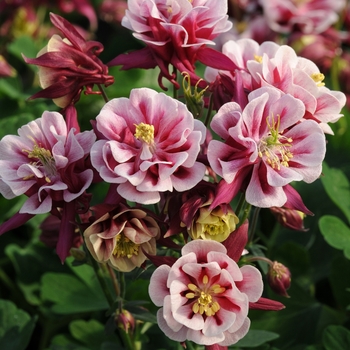 Aquilegia vulgaris (Columbine) - 'Winky Double Red & White'