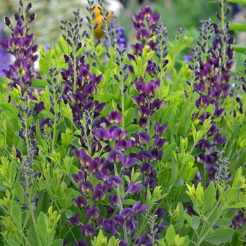 Baptisia australis - 'Grape Taffy' False Indigo