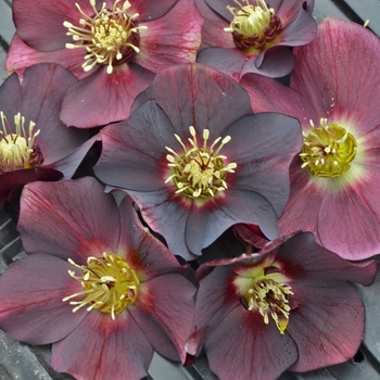 Helleborus (Lenten Rose) - Honeymoon™ 'Rome in Red'