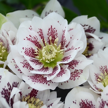 Helleborus (Lenten Rose) - Wedding Party® 'Confetti Cake'