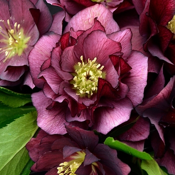 Helleborus (Lenten Rose) - Wedding Party® 'True Love'