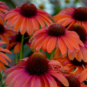 Echinacea (Coneflower) - Color Coded™ 'Orange You Awesome'