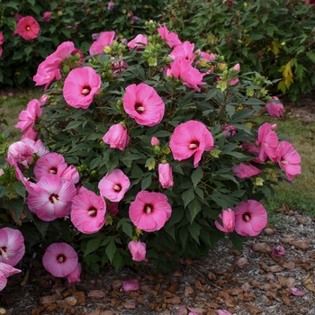 Hibiscus (Rose Mallow) - Summerific&reg; 'Candy Crush'