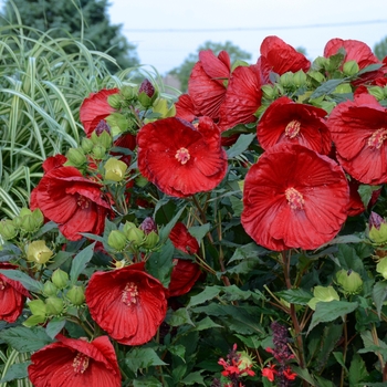Hibiscus (Rose Mallow) - Summerific&reg; 'Cranberry Crush'
