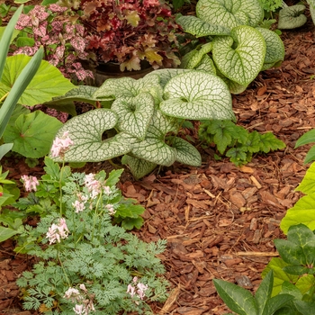 Brunnera macrophylla - 'Jack of Diamonds' Heartleaf Brunnera