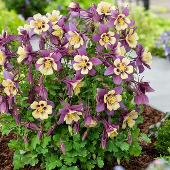 Aquilegia caerulea (Columbine) - Earlybird™ Purple Yellow