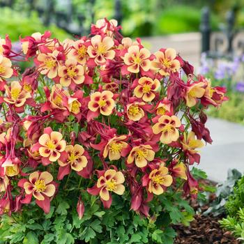 Aquilegia caerulea (Columbine) - Earlybird™ Red Yellow