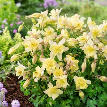 Aquilegia caerulea (Columbine) - Earlybird™ Yellow