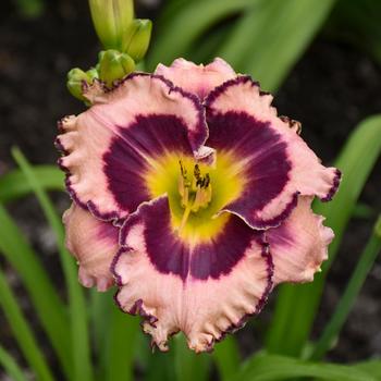 Hemerocallis (Daylily) - Rainbow Rhythm® 'Sound of My Heart'