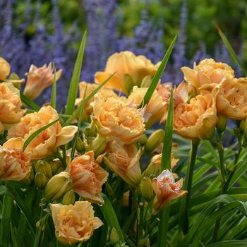 Hemerocallis (Daylily) - Rainbow Rhythm® 'Siloam Peony Display'