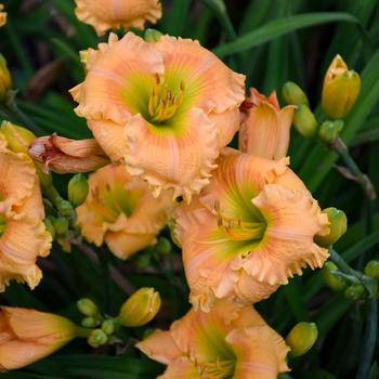 Hemerocallis (Daylily) - Rainbow Rhythm® 'Orange Smoothie'