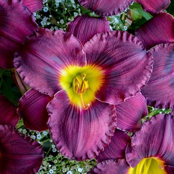 Hemerocallis (Daylily) - Rainbow Rhythm® 'Nosferatu'