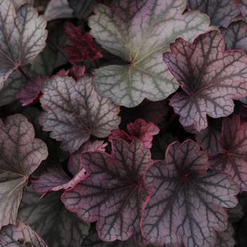 Heuchera - 'Carnival Rose Granita' Coral Bells