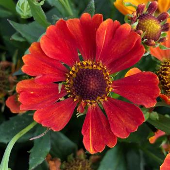 Helenium autumnale - Sneezeweed