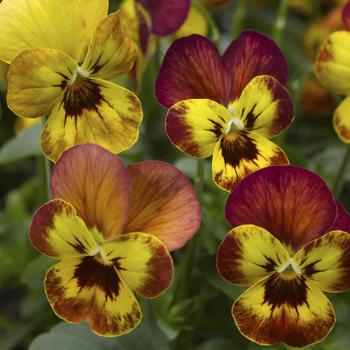 Viola cornuta (Pansy) - Deltini™ 'Copperfield'