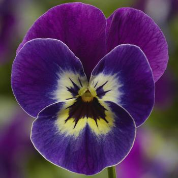 Viola cornuta (Pansy) - Penny™ 'Violet Face'